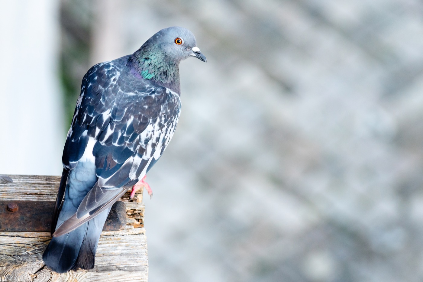 Pigeon on a roof line