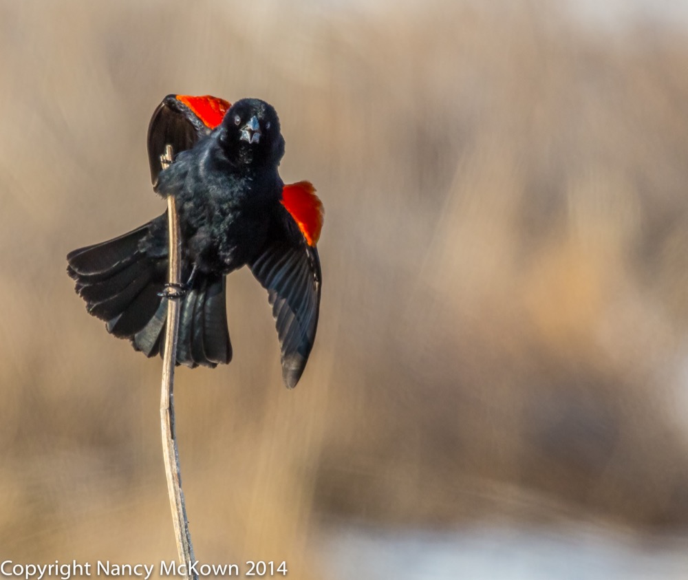 Blackbird