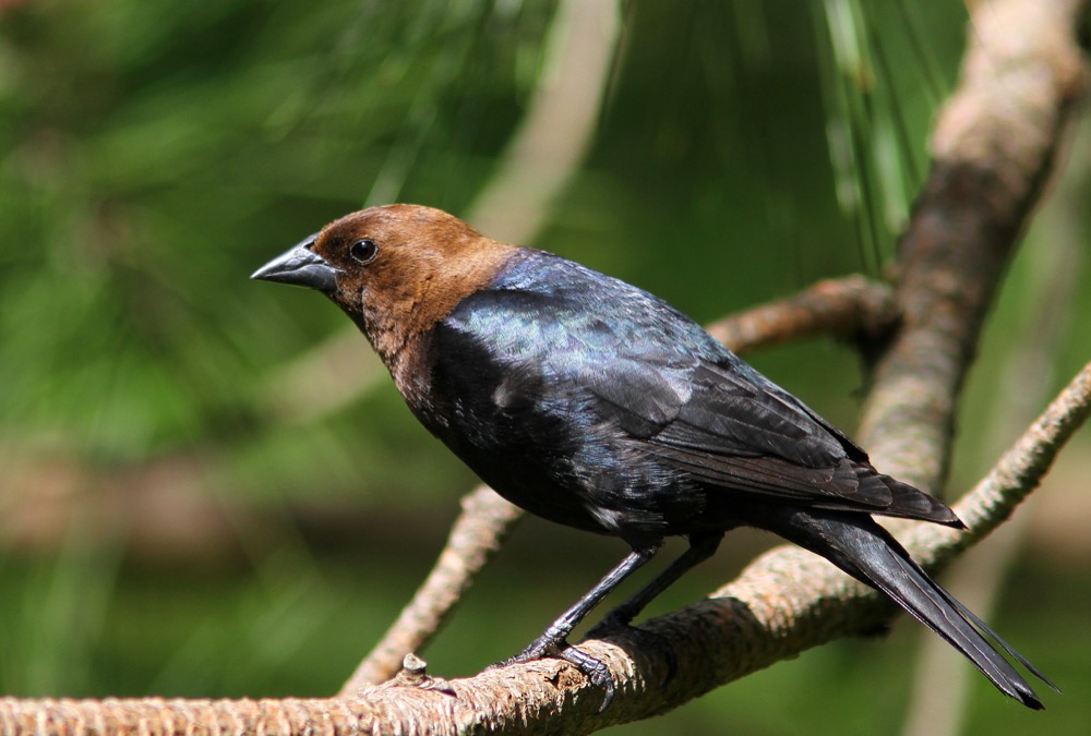 Brown-headed Cowbird