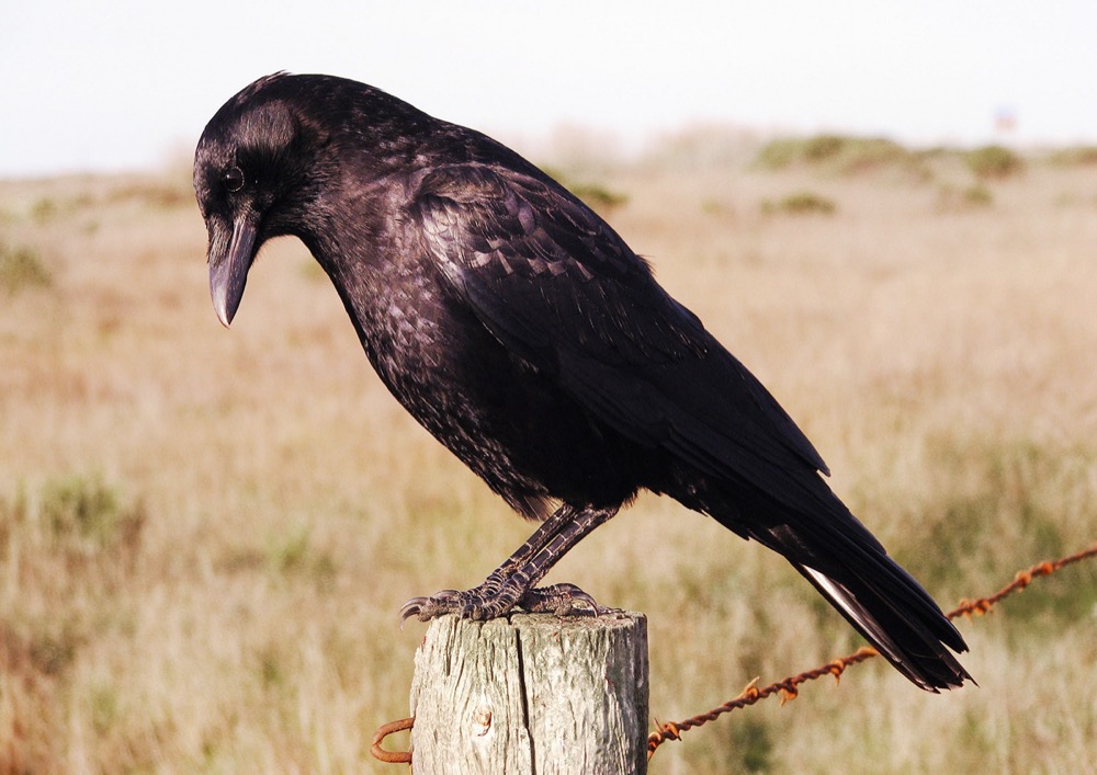 American Crow