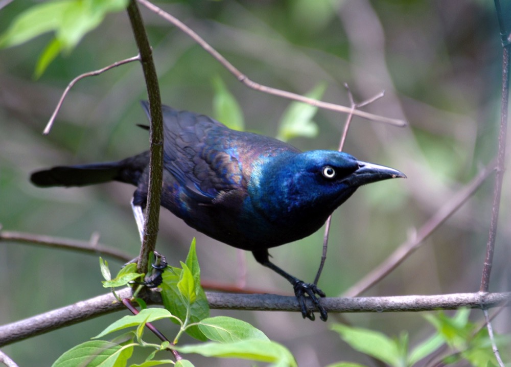 Common Grackle