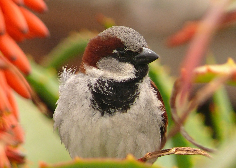 House Sparrow