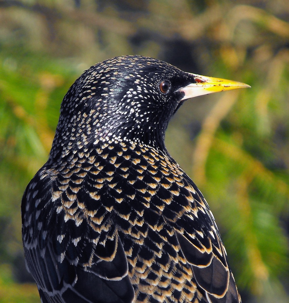 European Starling